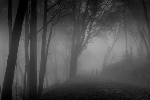 Into the Mist Stock Photos