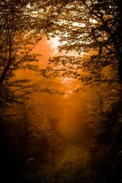 Mist Stock Photos