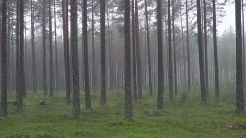 Mist in pine tree forest Stock Footage 159164332