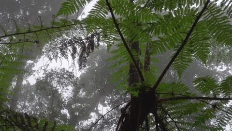 Mist in the rainforest Video stock 82176375