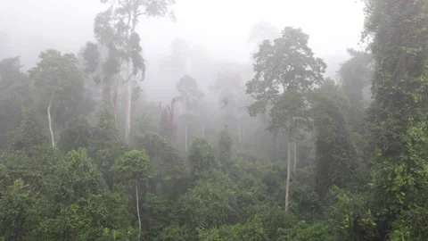 Mist raise over rainforest canopy at dawn Stock Footage 232310622