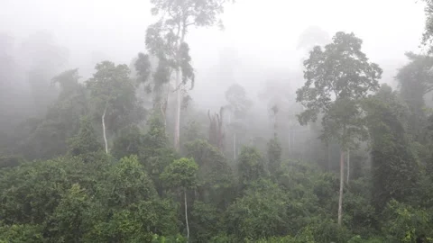 Mist raise over rainforest canopy early morning Stock Footage 233517312