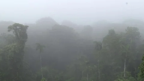Mist rise over rainforest canopy in the morning Stock Footage 70716883