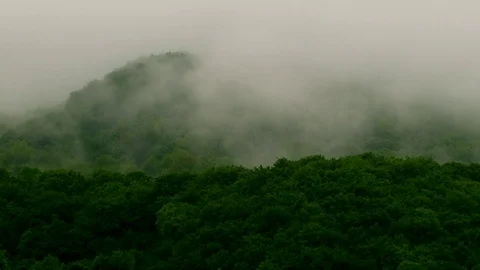Mist rises from the forest Stock Footage 70381188