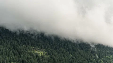 Mist Rises From a Forest Stock Footage 143175114