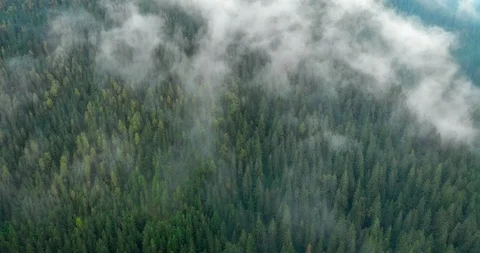 Mist Rises from Temperate Rainforest in Timelapse Stock Footage 97472220