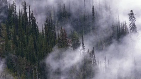 Mist rises through Canadian alpine wilderness after summer rain Stock Footage 92776180