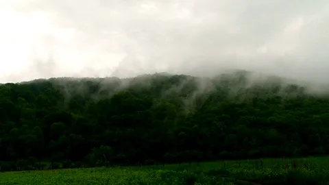 Mist rises from the trees to the sky Stock Footage 70381187