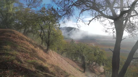 Mist rising from hillside overlooking vineyard with oak trees Video stock 58071083