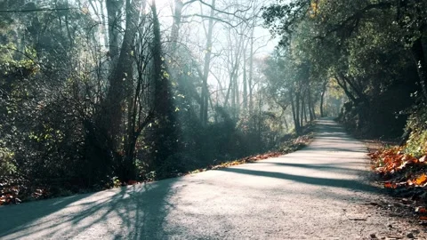 Mist road throw the forest. Mistic nature ride. Magical morning autumn forest Stock Footage 171191350