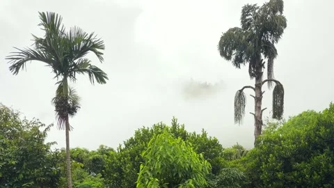 Mist rolling over forest Sri Lanka tropical hills clouds moving through trees Stock Footage 334156838