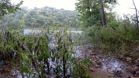 Mist Rolling on a River in Rain, Seen Behind Plants on Shore Stock-Footage 96386781