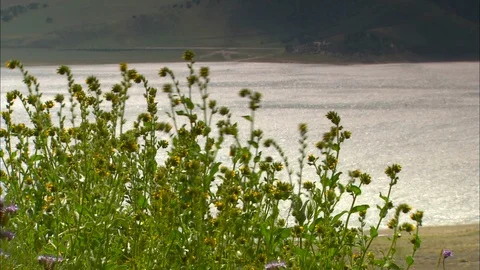 Mist rolls across lake beyond wildflowers Stock Footage 87795248
