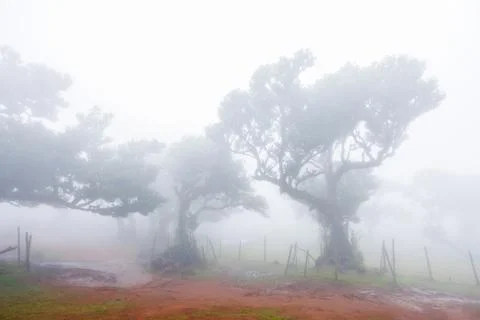 Mist-shrouded trees on clay soil and a decrepit fence made of poles and mes.. Stock Photos