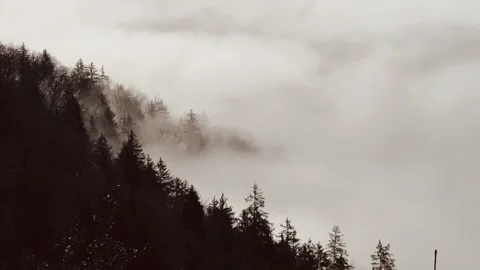 Mist shrouds the forest Stock Footage 317265702