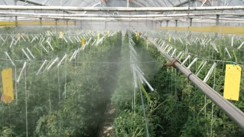 Mist spraying over plants indoors Stock Footage 288336325