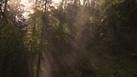 Mist in the sunlight / Nature / 4K Stock Footage 143607985