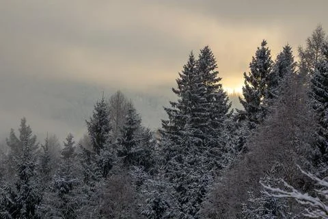 Mist is surrounding the pine forest by dawn. Stock-Fotos