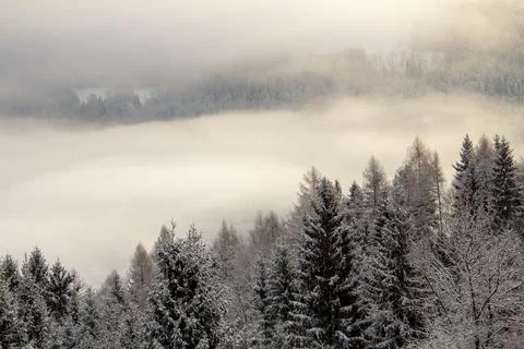 Mist is surrounding the pine forest by dawn. Stock Photos