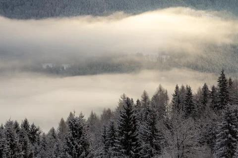 Mist is surrounding the pine forest by dawn. Stock Photos