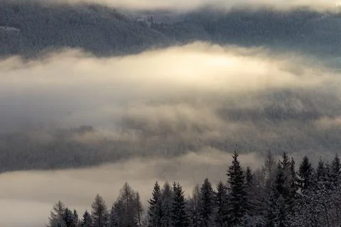 Mist is surrounding the pine forest by dawn. Stock Photos