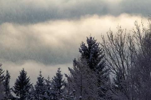 Mist is surrounding the pine forest by dawn. Stock-Fotos