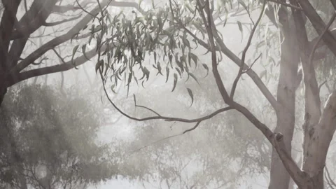 Mist surrounds trees in a forest during early morning hours Stock Footage 343548963