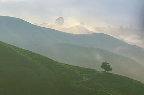 Mist tea valley Stock Photos