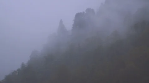 Mist on trees Stock Footage 94545041
