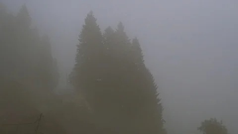 Mist on trees 動画素材 94545130