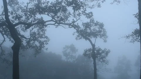 Mist in the tropical forest Stock Footage 141784586