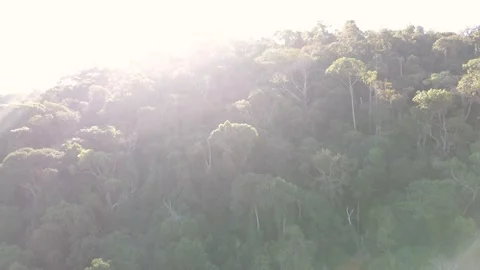 Mist Tropical Forest Video stock 323151103