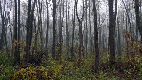Mist in untouched forest Stock-Footage 126292176