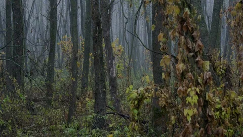 Mist in untouched forest Stock Footage 126578268