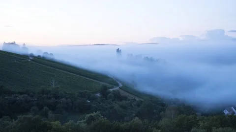 Mist in vineyard and forest landscape Stock Footage 137928382