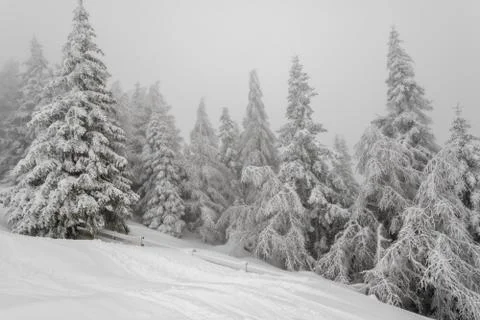 Mist in winter forest Stock Photos