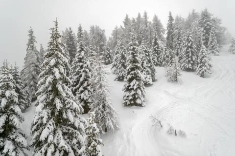 Mist in winter mountain forest Stock Photos