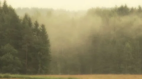 Mist in woods Stock Footage 12143547