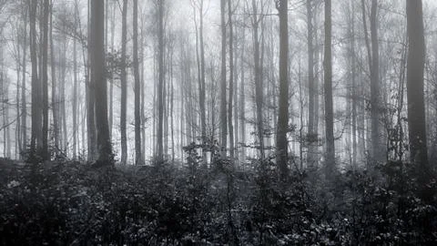 Mist in the woods 库存照片