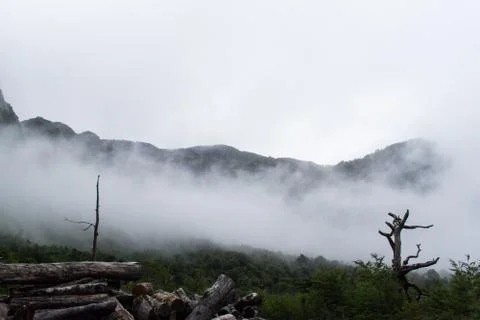 Mist in the Woods Stock Photos