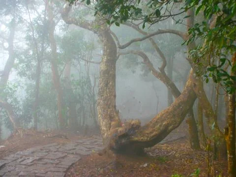 The mist in the woods Stock Photos