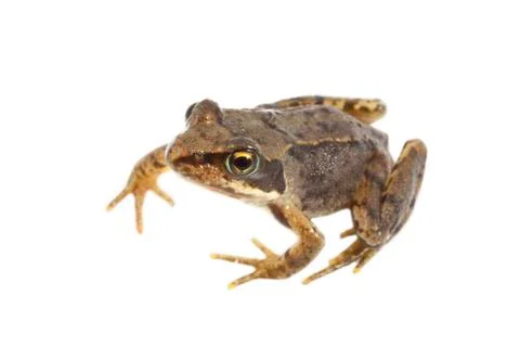 Mister frog Stock Photos