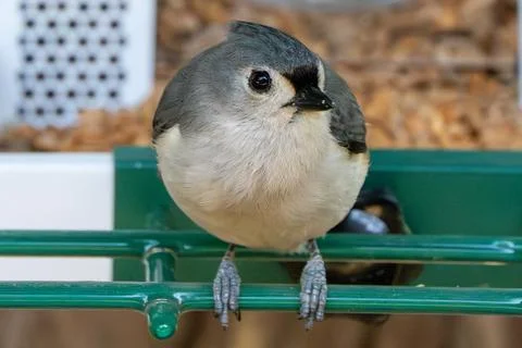 Mister Tufted Titmouse 스톡 사진