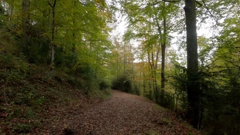 Misterious footpath in the woods Stock Footage 146731581