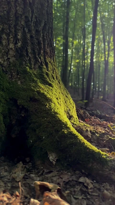 A misterious forest Stock Footage 278695844