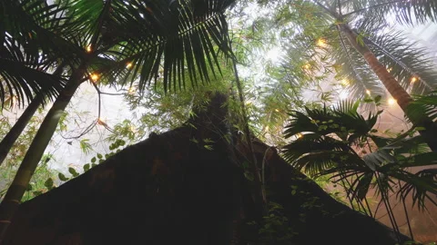 Misterious move in illegal meth, cocain lab built in jungle rainforest Stock Footage 236696862
