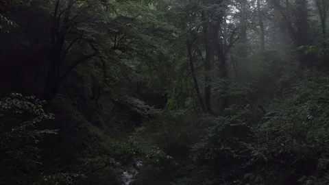 Mistery green forest and flowing river while summer rain. Drone view rainy day Stock Footage
