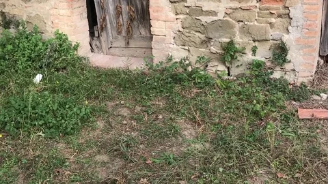 Mistery, old door 動画素材 82462003