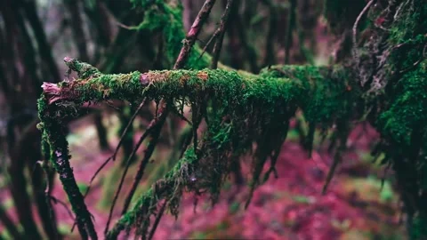 Mistic moss on branches macro shooting. Stock Footage 197338861