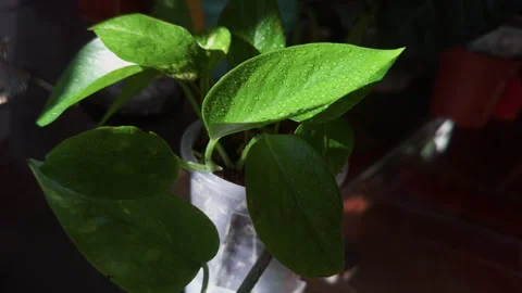 Misting golden pothos leaves during indoor plant care routine. Stock Footage 339001534